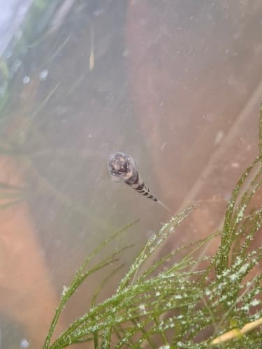 ภาพ ปลาบู่หมาจูแม่โขง (Brachygobius mekongensis)