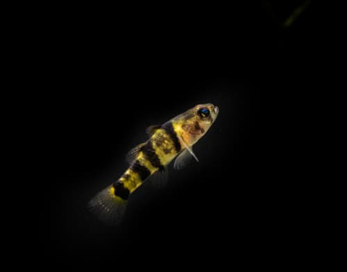 ภาพ ปลาบู่หมาจูหกแถบ (Brachygobius nunus)