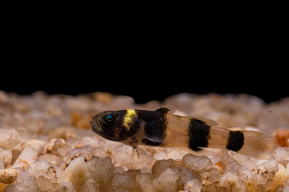 ภาพ ปลาบู่หมาจูใหญ่ (Brachygobius sabanus)