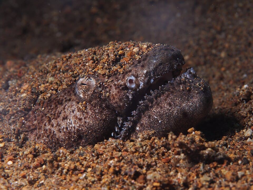 ภาพประกอบของ ปลา cirrocheilos (Brachysomophis cirrocheilos)
