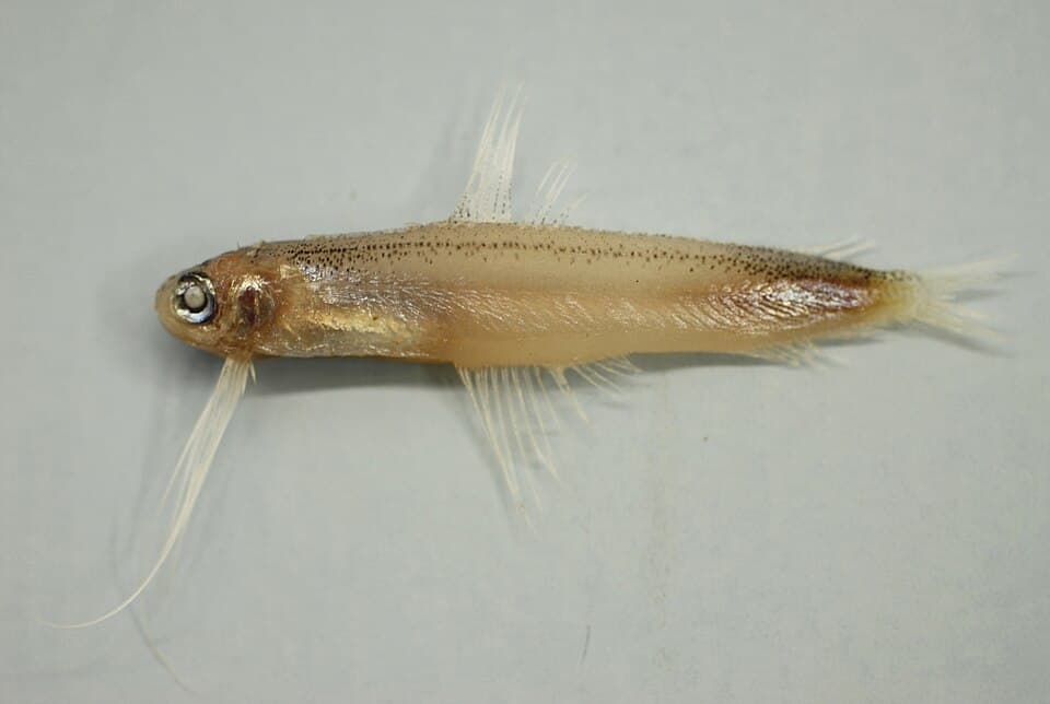 ภาพประกอบของ ปลา atlanticus (Bregmaceros atlanticus)