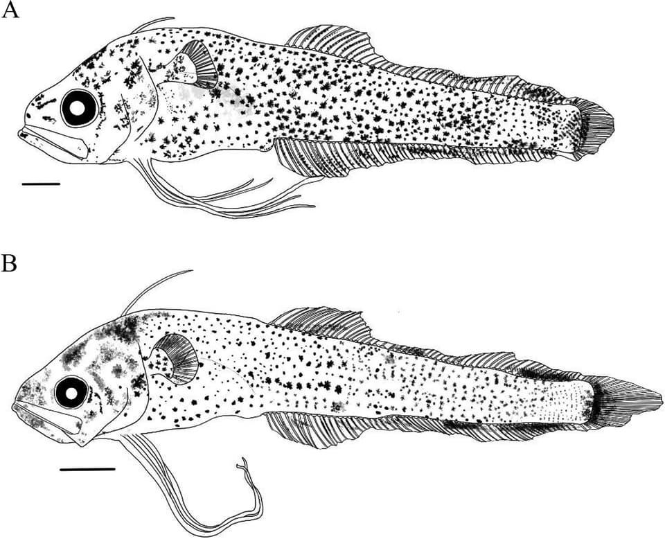 ภาพประกอบของ ปลา japonicus (Bregmaceros japonicus)