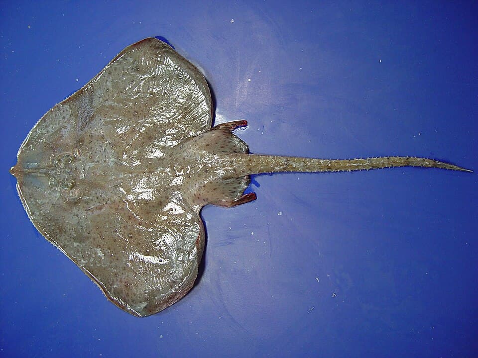 ภาพประกอบของ ปลา spinosa (Breviraja spinosa)