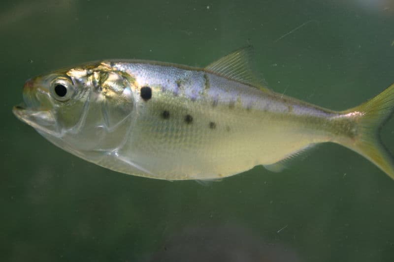 ภาพประกอบของ ปลา tyrannus (Brevoortia tyrannus)