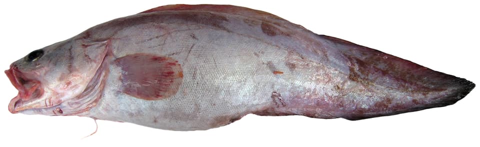 ภาพประกอบของ ปลา barbata (Brotula barbata)