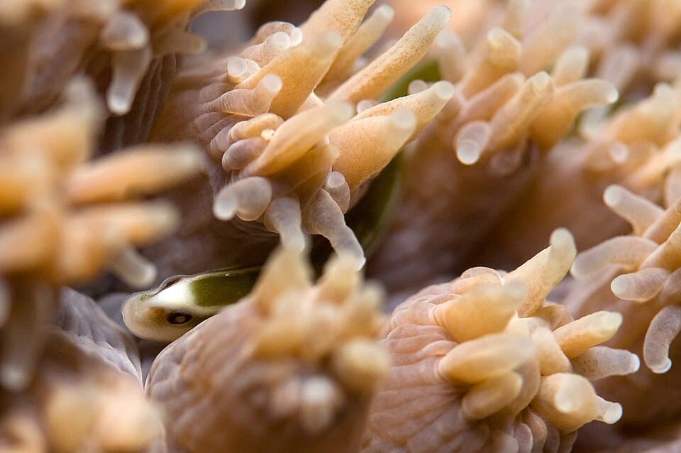 ภาพประกอบของ ปลาจิ้มฟันจระเข้ davaoensis (Bulbonaricus davaoensis)
