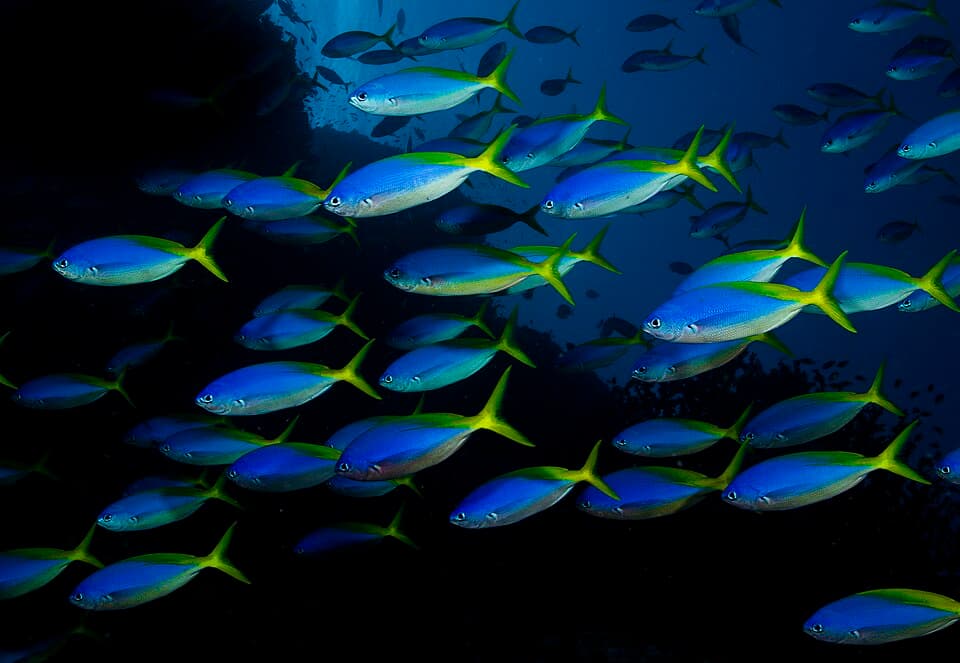 ภาพประกอบของ ปลากล้วยหลังเหลือง (Caesio teres)