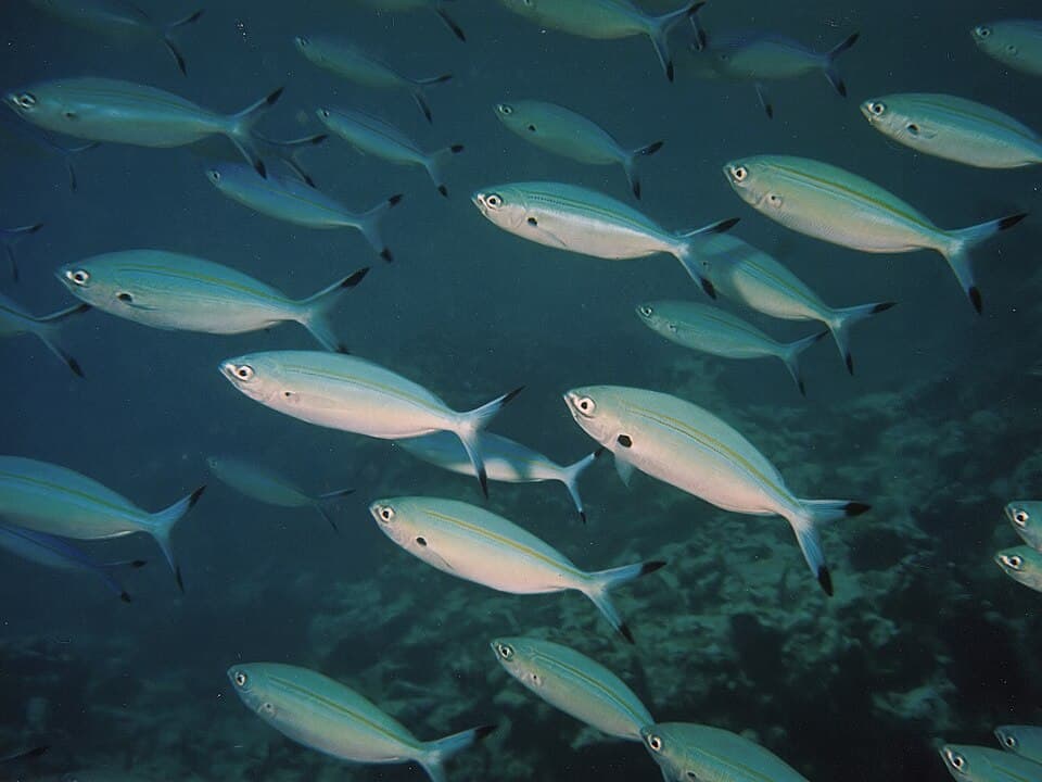 ภาพประกอบของ ปลาสีกุนทะเลลายเส้น (Caesio varilineata)