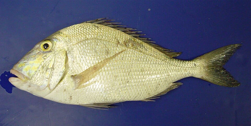 ภาพประกอบของ ปลา calamus (Calamus calamus)