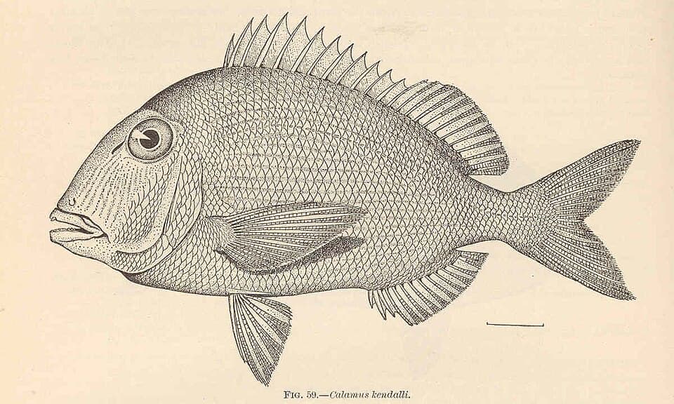 ภาพประกอบของ ปลา pennatula (Calamus pennatula)