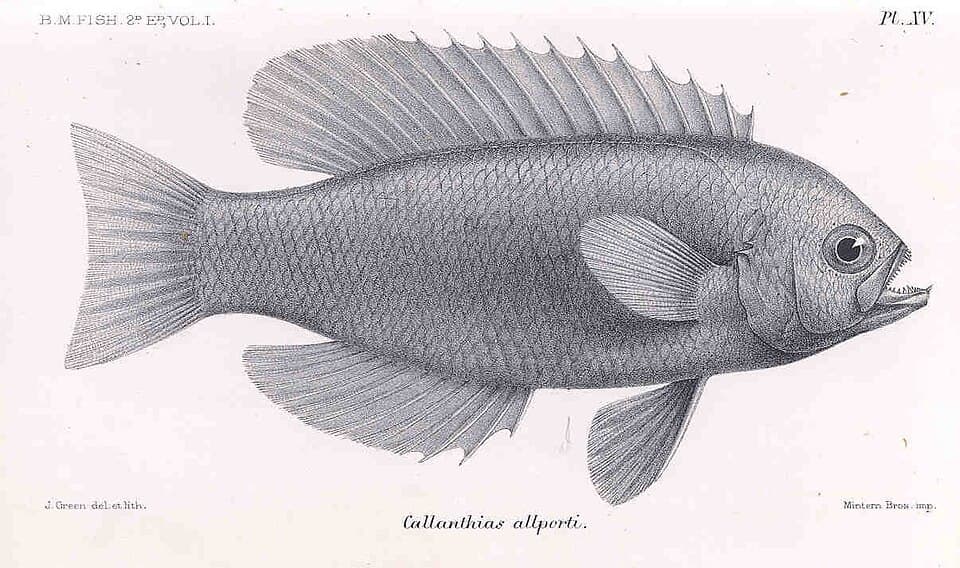 ภาพประกอบของ ปลา allporti (Callanthias allporti)