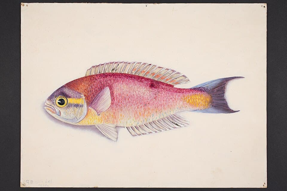 ภาพประกอบของ ปลา australis (Callanthias australis)