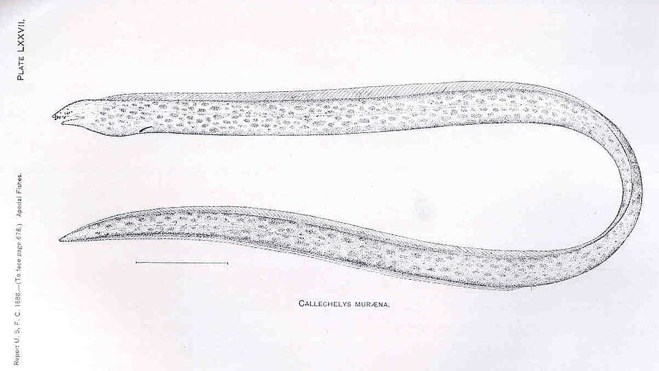 ภาพประกอบของ ปลา muraena (Callechelys muraena)