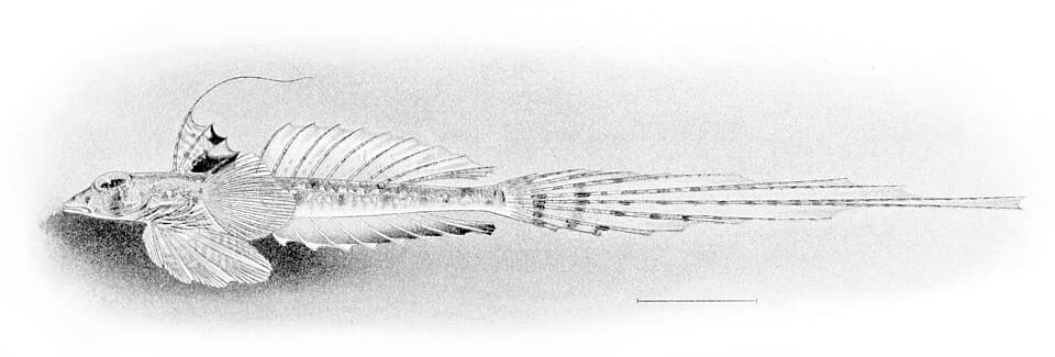 ภาพประกอบของ ปลามังกรน้อย decoratus (Callionymus decoratus)