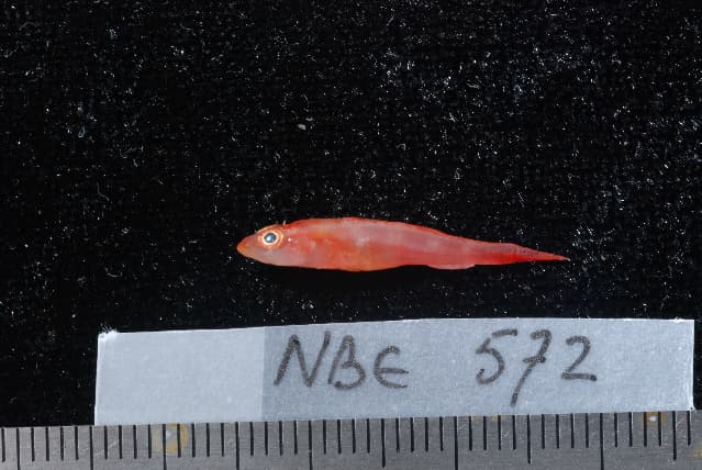 ภาพประกอบของ ปลามังกรน้อย delicatulus (Callionymus delicatulus)