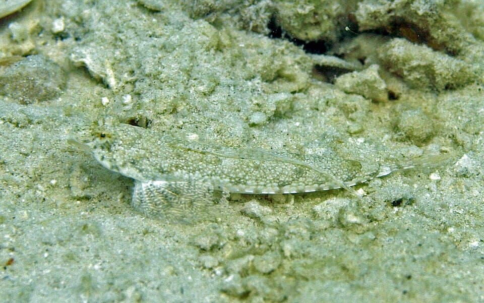 ภาพประกอบของ ปลามังกรน้อยธรรมดา (Callionymus enneactis)