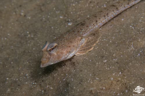 ภาพประกอบของ ปลามังกรน้อย gardineri (Callionymus gardineri)