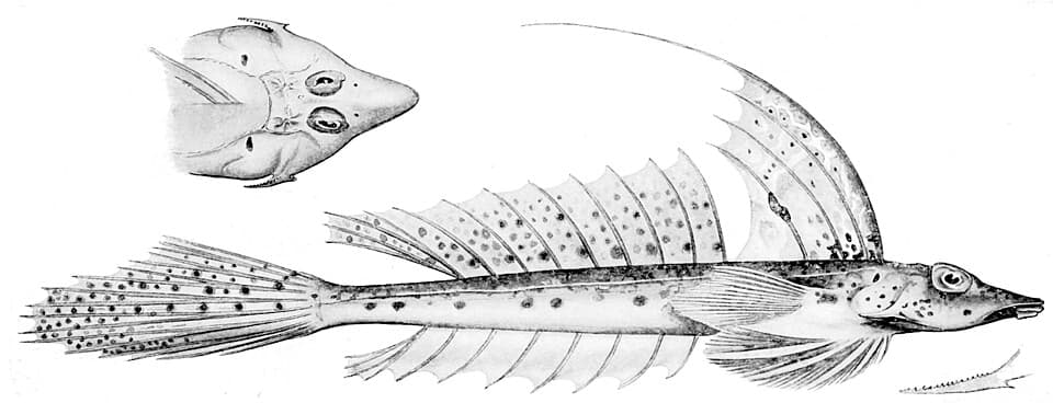 ภาพประกอบของ ปลามังกรน้อย grossi (Callionymus grossi)
