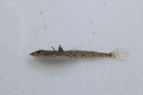 ภาพประกอบของ ปลามังกรน้อยเกาหลี (Callionymus leucopoecilus)