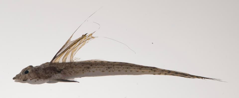 ภาพประกอบของ ปลามังกรน้อย octostigmatus (Callionymus octostigmatus)
