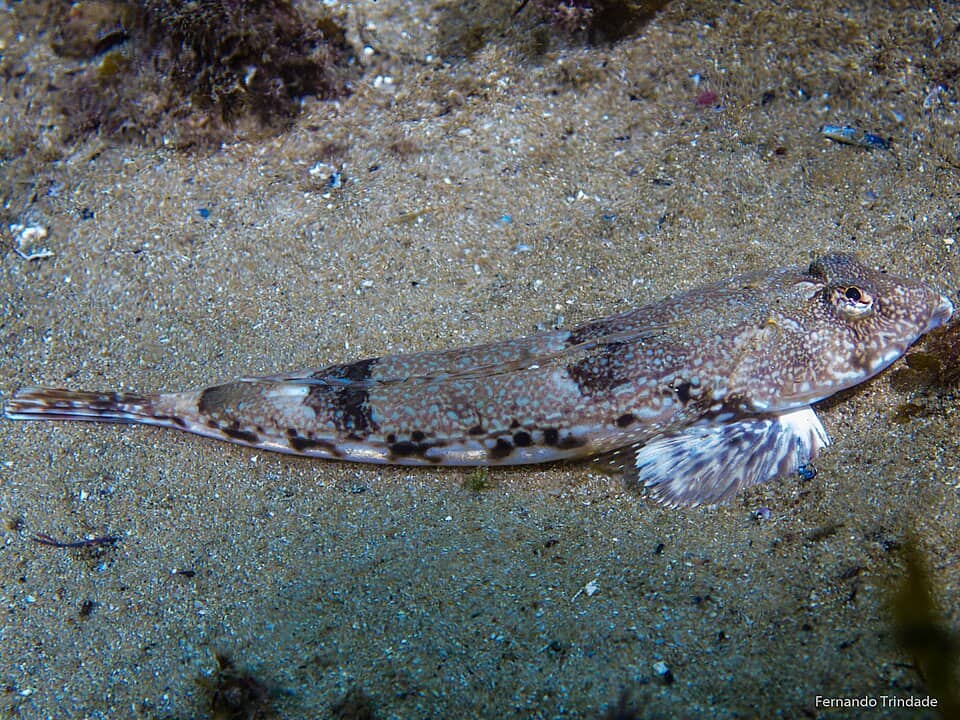 ภาพประกอบของ ปลามังกรน้อยลายตาข่าย (Callionymus reticulatus)