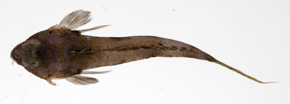 ภาพประกอบของ ปลามังกรน้อย russelli (Callionymus russelli)