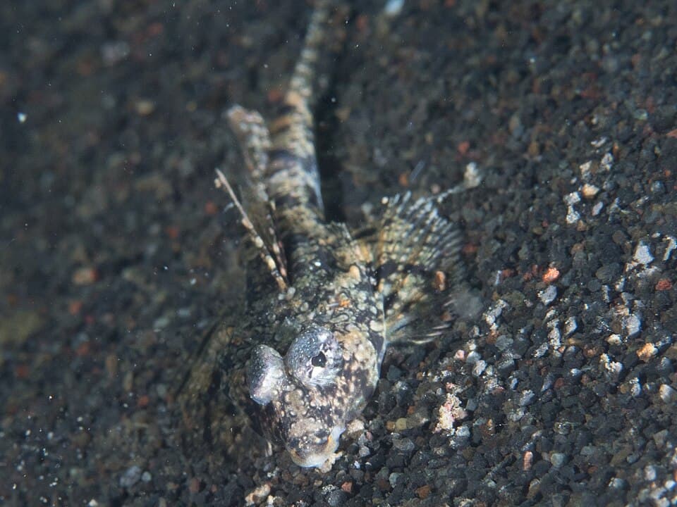 ภาพประกอบของ ปลามังกรน้อย superbus (Callionymus superbus)