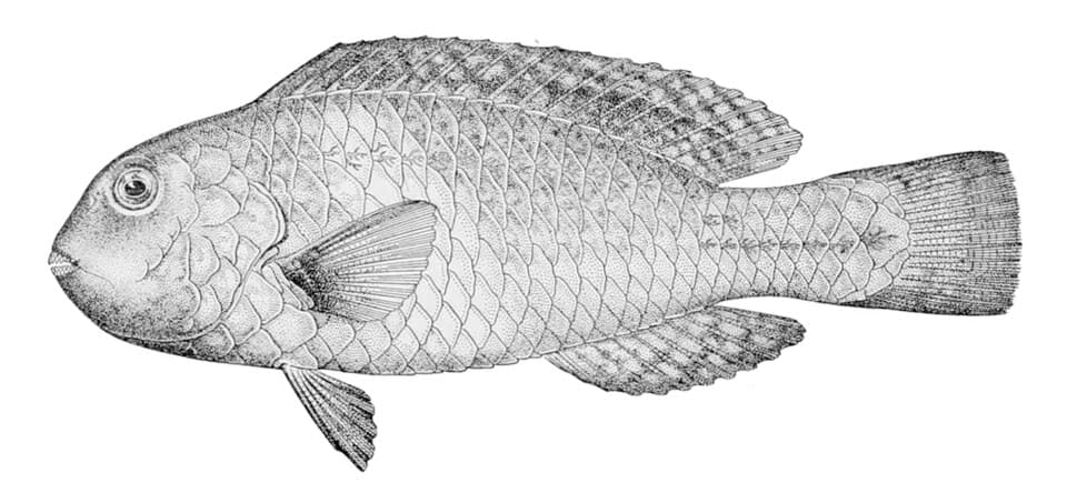 ภาพประกอบของ ปลานกแก้ว zonarchus (Calotomus zonarchus)