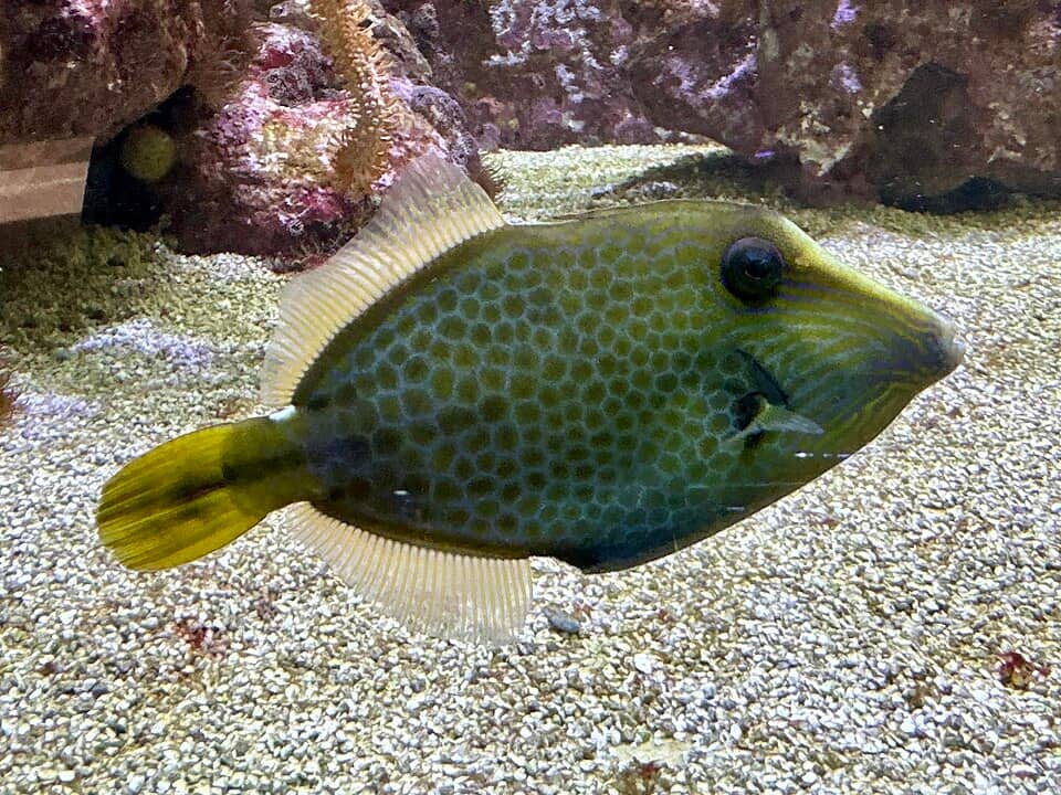 ภาพประกอบของ ปลาวัวหนังน้ำตาล (Cantherhines pardalis)