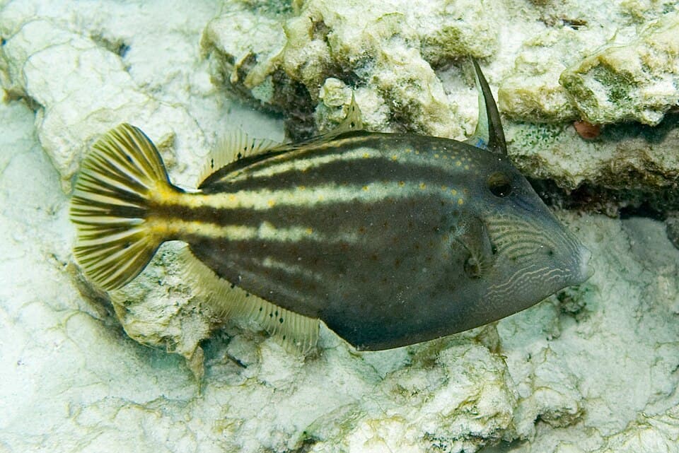 ภาพประกอบของ ปลาวัวหนังส้มลายจุด (Cantherhines pullus)