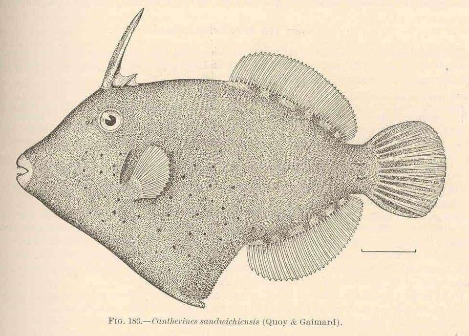 ภาพประกอบของ ปลาวัวหนัง sandwichiensis (Cantherhines sandwichiensis)