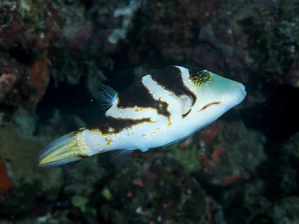 ภาพประกอบของ ปลาปักเป้าแคระลายบั้ง (Canthigaster axiologus)