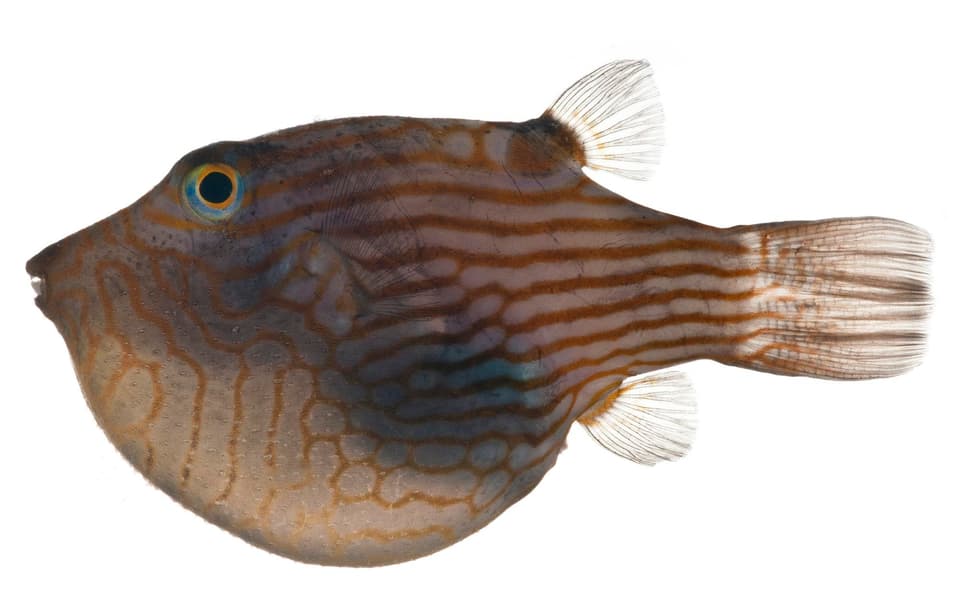 ภาพประกอบของ ปลาปักเป้าแคระแคระ (Canthigaster criobe)