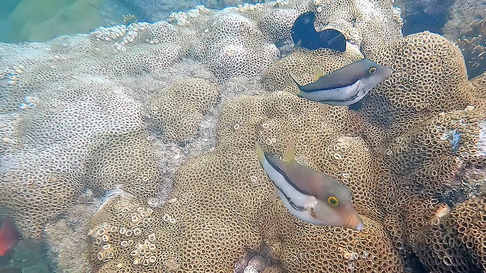 ภาพประกอบของ ปลาปักเป้าแคระบราซิล (Canthigaster figueiredoi)