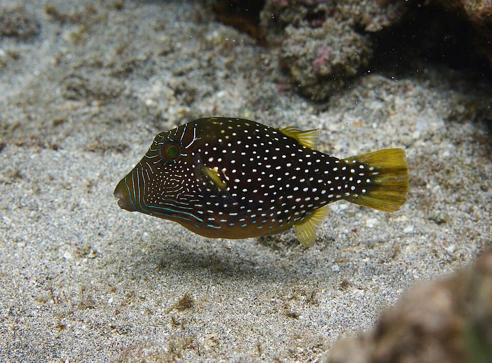 ภาพประกอบของ ปลาปักเป้าแคระ natalensis (Canthigaster natalensis)