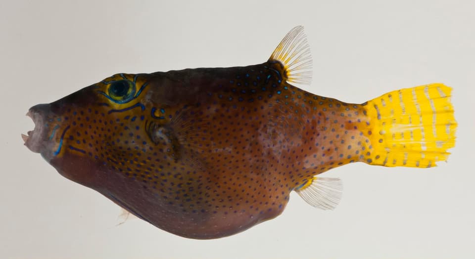 ภาพประกอบของ ปลาปักเป้าแคระ rapaensis (Canthigaster rapaensis)