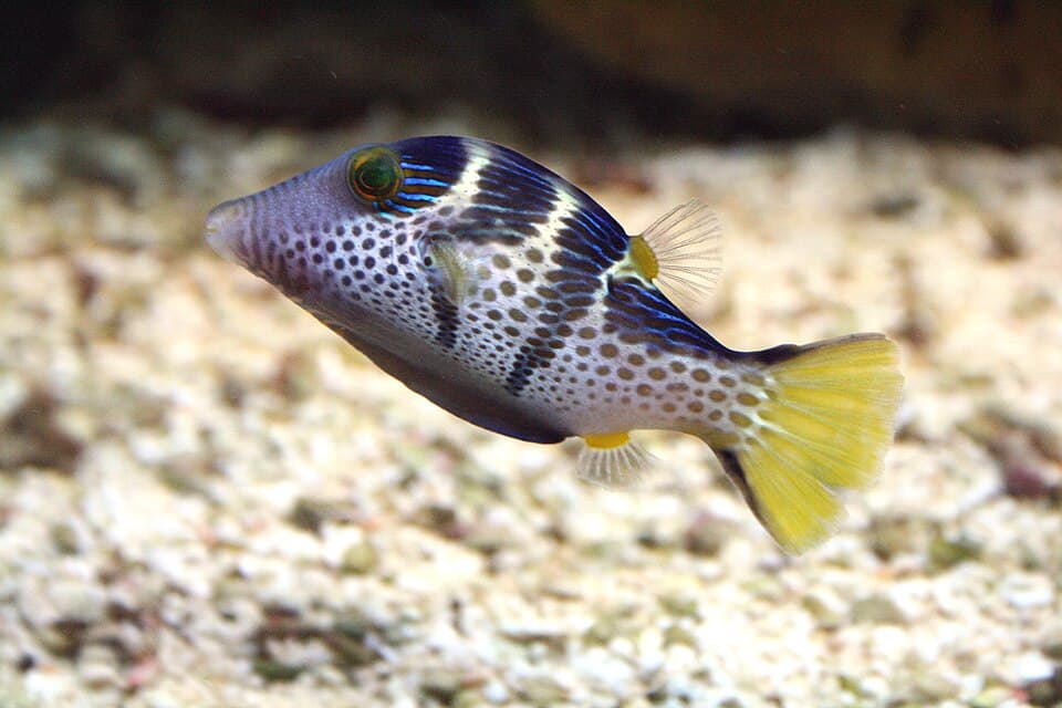 ภาพประกอบของ ปลาปักเป้าแคระอานม้า (Canthigaster valentini)