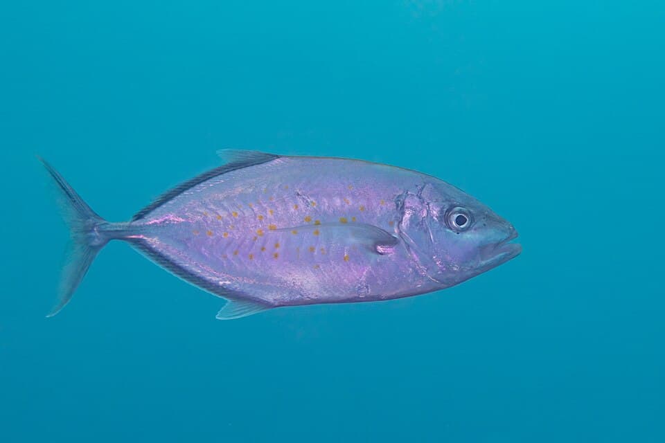ภาพประกอบของ ปลา bajad (Carangoides bajad)