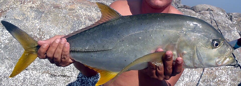 ภาพประกอบของ ปลา heberi (Caranx heberi)