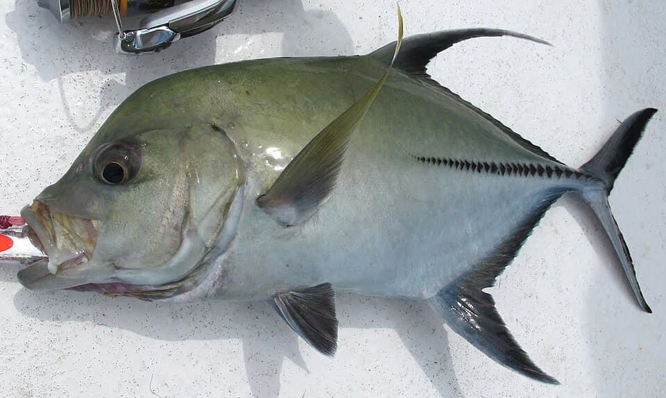 ภาพประกอบของ ปลา lugubris (Caranx lugubris)