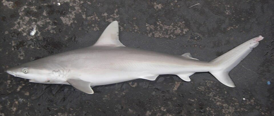 ภาพประกอบของ ปลา acronotus (Carcharhinus acronotus)