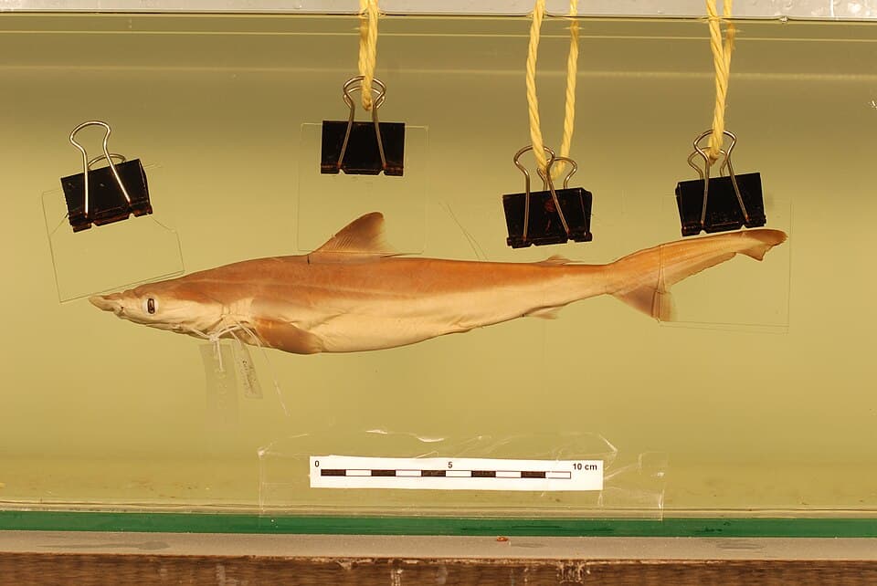 ภาพประกอบของ ปลา borneensis (Carcharhinus borneensis)