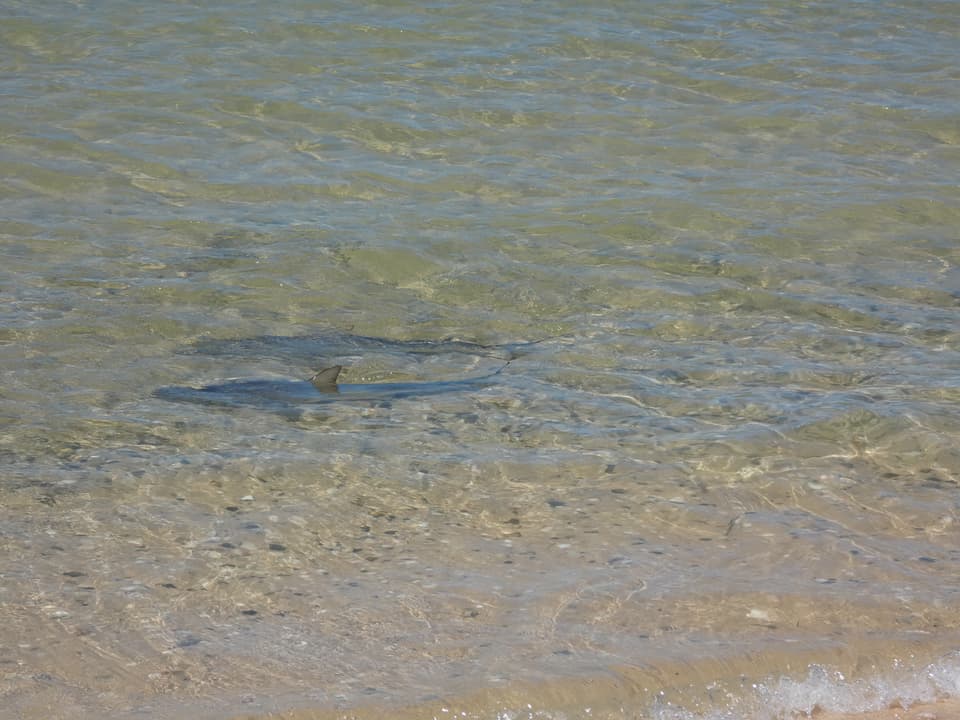 ภาพประกอบของ ปลา cautus (Carcharhinus cautus)
