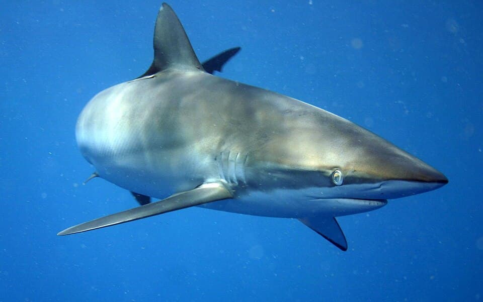 ภาพประกอบของ ปลา falciformis (Carcharhinus falciformis)