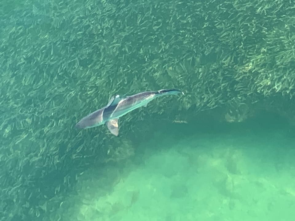 ภาพประกอบของ ปลา limbatus (Carcharhinus limbatus)