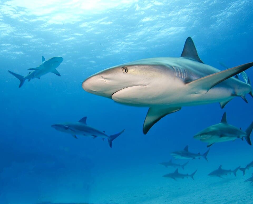 ภาพประกอบของ ปลา perezii (Carcharhinus perezii)