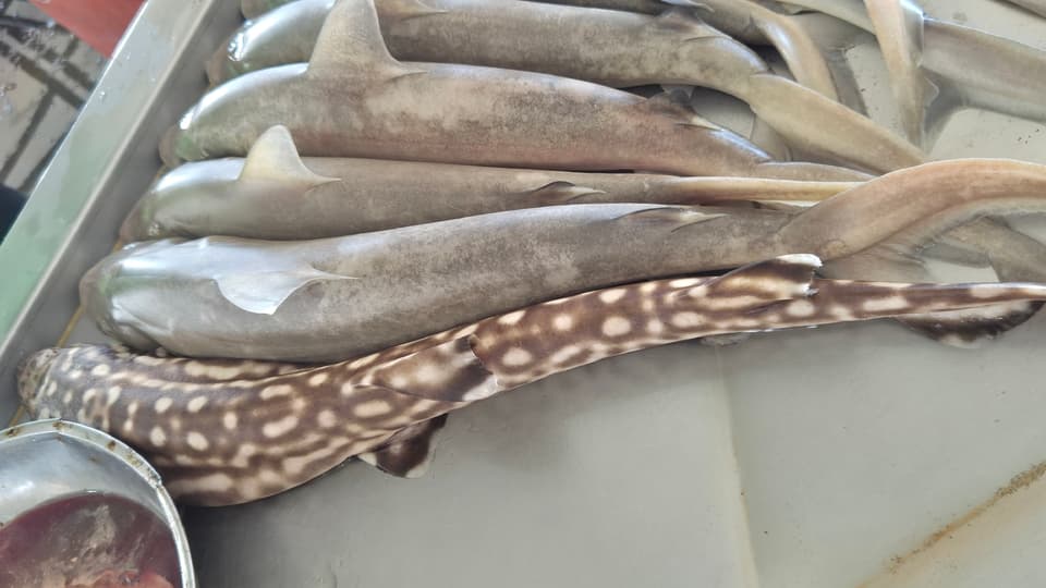 ภาพประกอบของ ปลา tjutjot (Carcharhinus tjutjot)