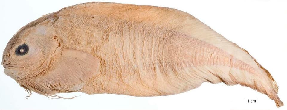 ภาพประกอบของ ปลา trachysoma (Careproctus trachysoma)