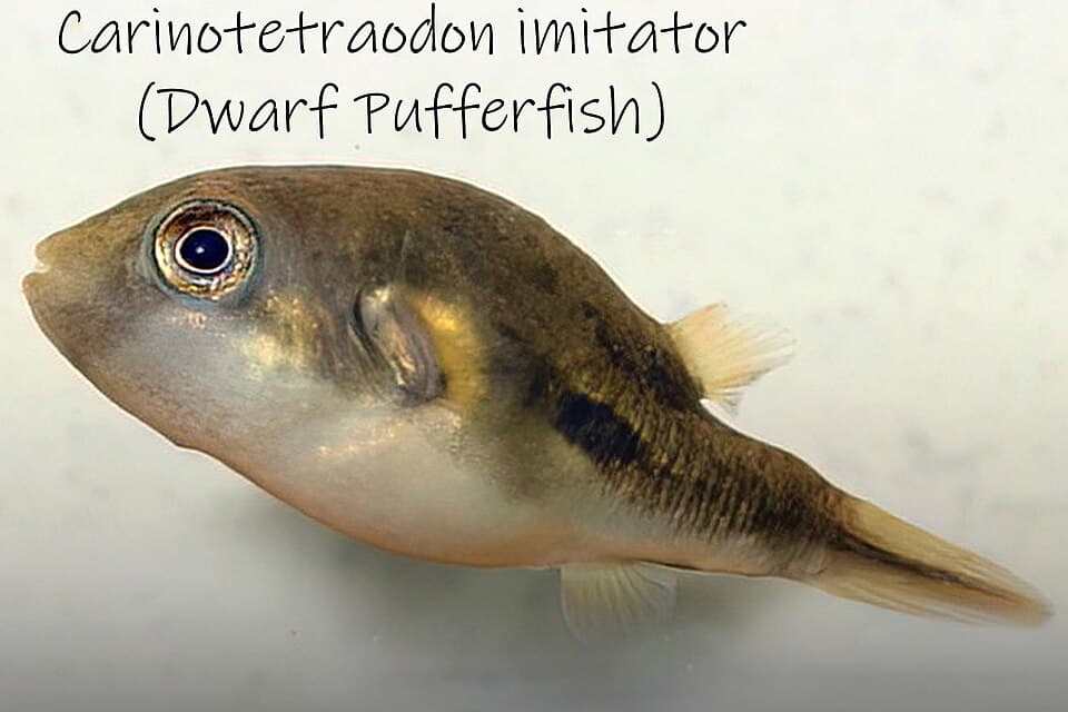 ภาพประกอบของ ปลาปักเป้าแคระ (Carinotetraodon imitator)