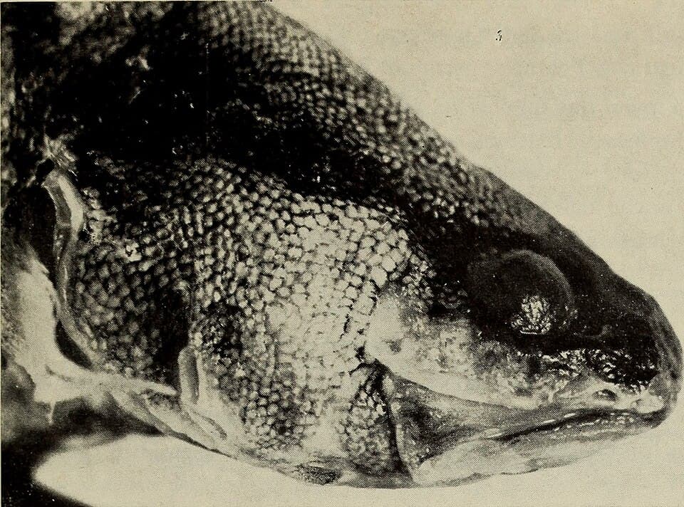 ภาพประกอบของ ปลา alleni (Cataetyx alleni)